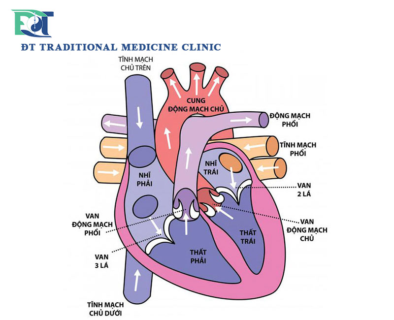 cấu tạo tim của cơ thể người.